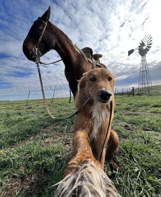 MY FARM DOG CAME BACK WITH A HORSE—AND A MYSTERY I DIDN’T EXPECT