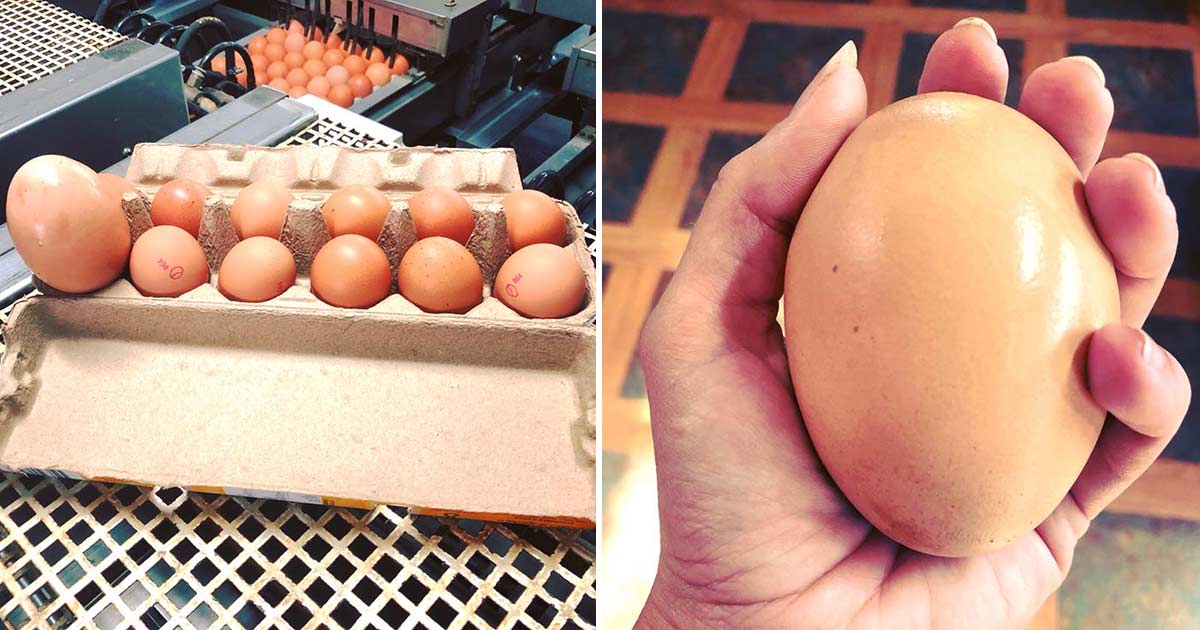 Farmer finds giant egg but what was inside was even more puzzling