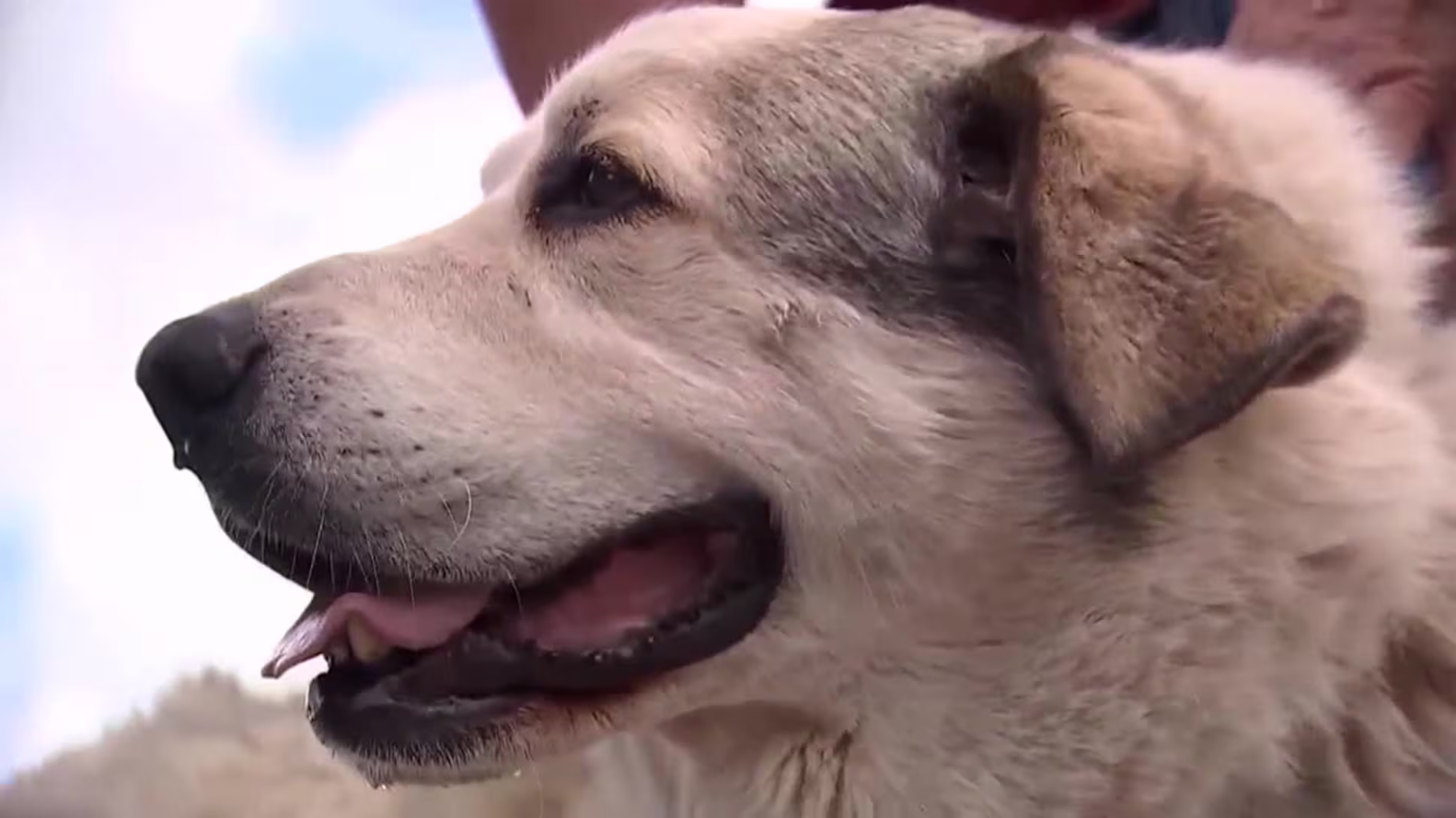 Buford, dog who rescued 2-year-old boy lost in Arizona wilderness, is showered with gifts – Everything